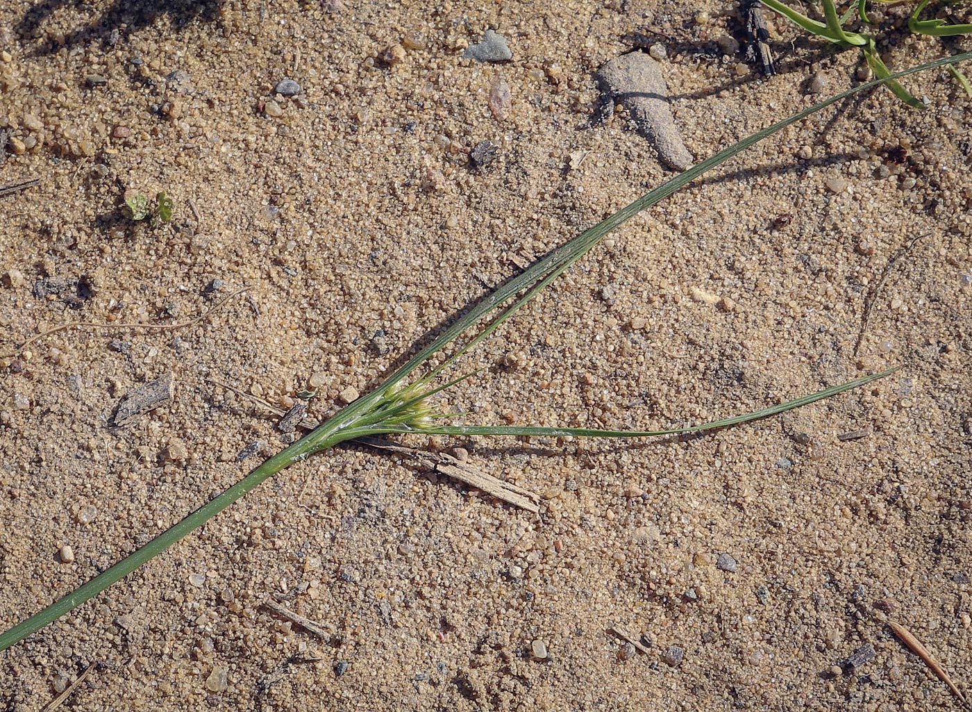 Изображение особи Juncus compressus.