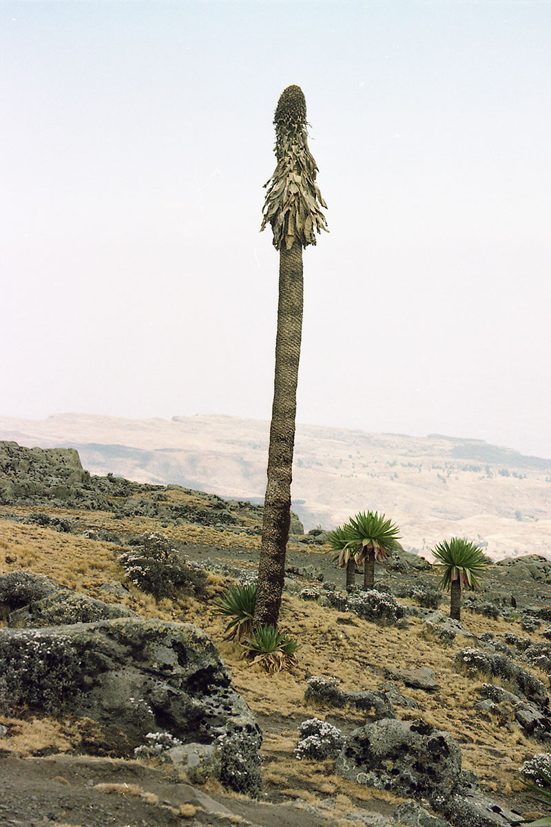 Image of Lobelia rhynchopetalum specimen.