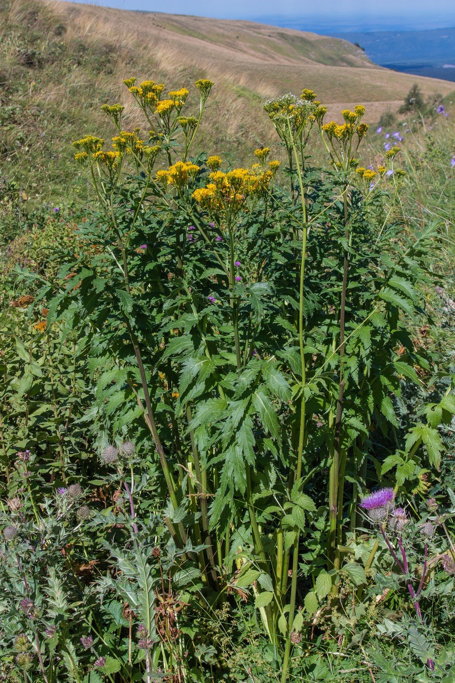 Изображение особи Senecio othonnae.