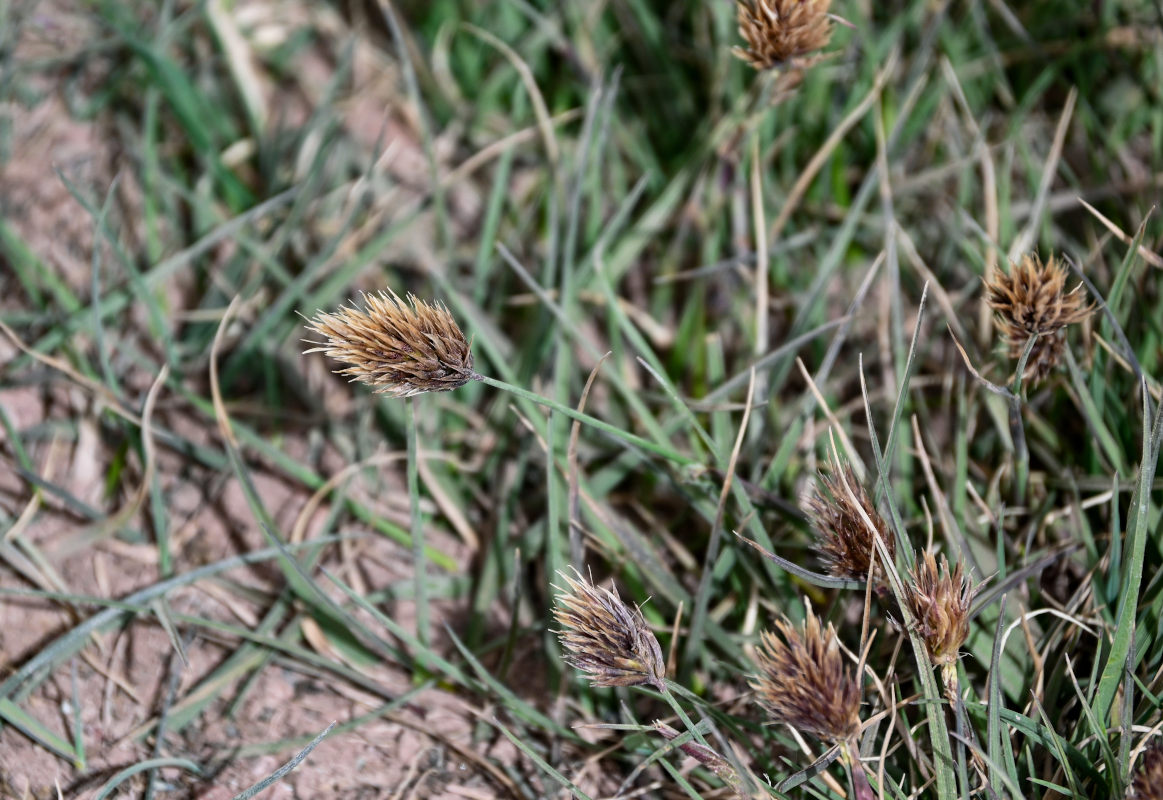 Изображение особи Calamagrostis anthoxanthoides.