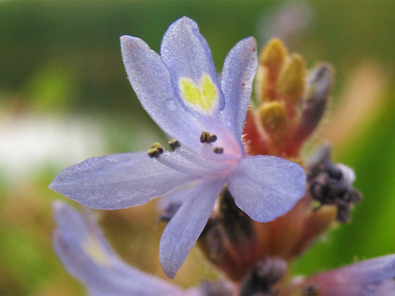 Image of Pontederia cordata specimen.