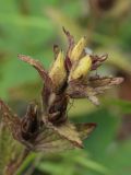 Bartsia alpina. Соплодие. Мурманская обл., Кольский р-н, долина р. Западная Лица ниже автодороги А138 Мурманск — Печенга, 4-й падун, скала в русле реки, моховая подушка в расщелине. 02.08.2022.