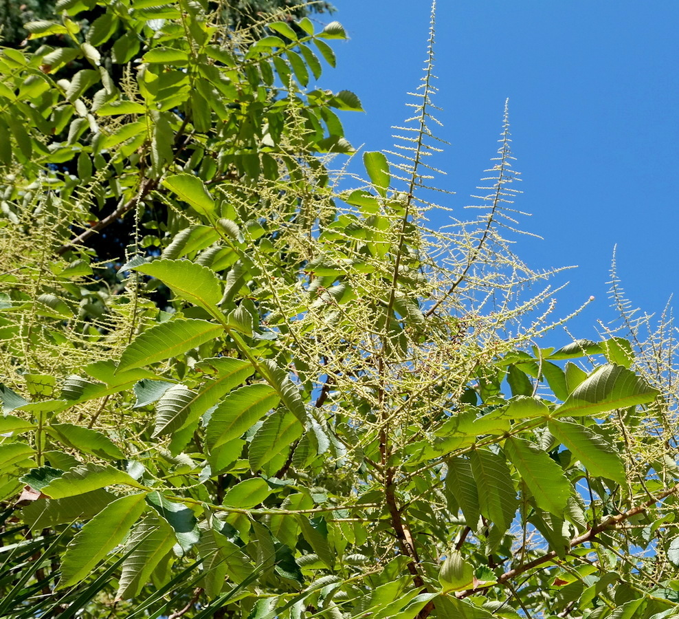 Изображение особи Rhus chinensis.