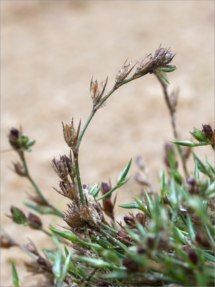 Image of Juncus ambiguus specimen.