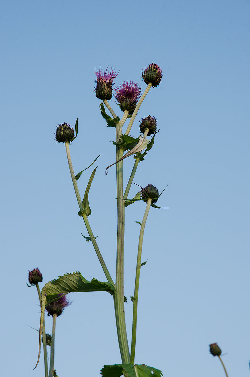 Image of genus Cirsium specimen.