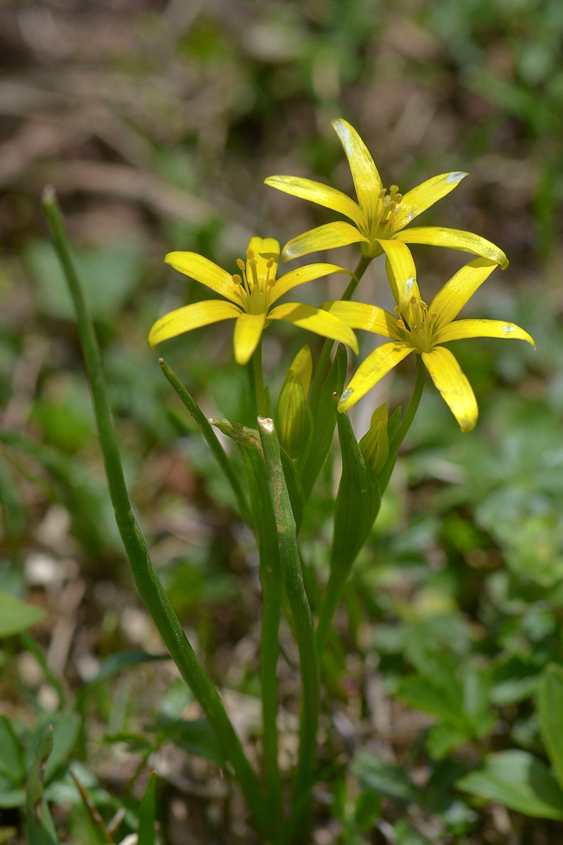 Изображение особи Gagea liotardii.