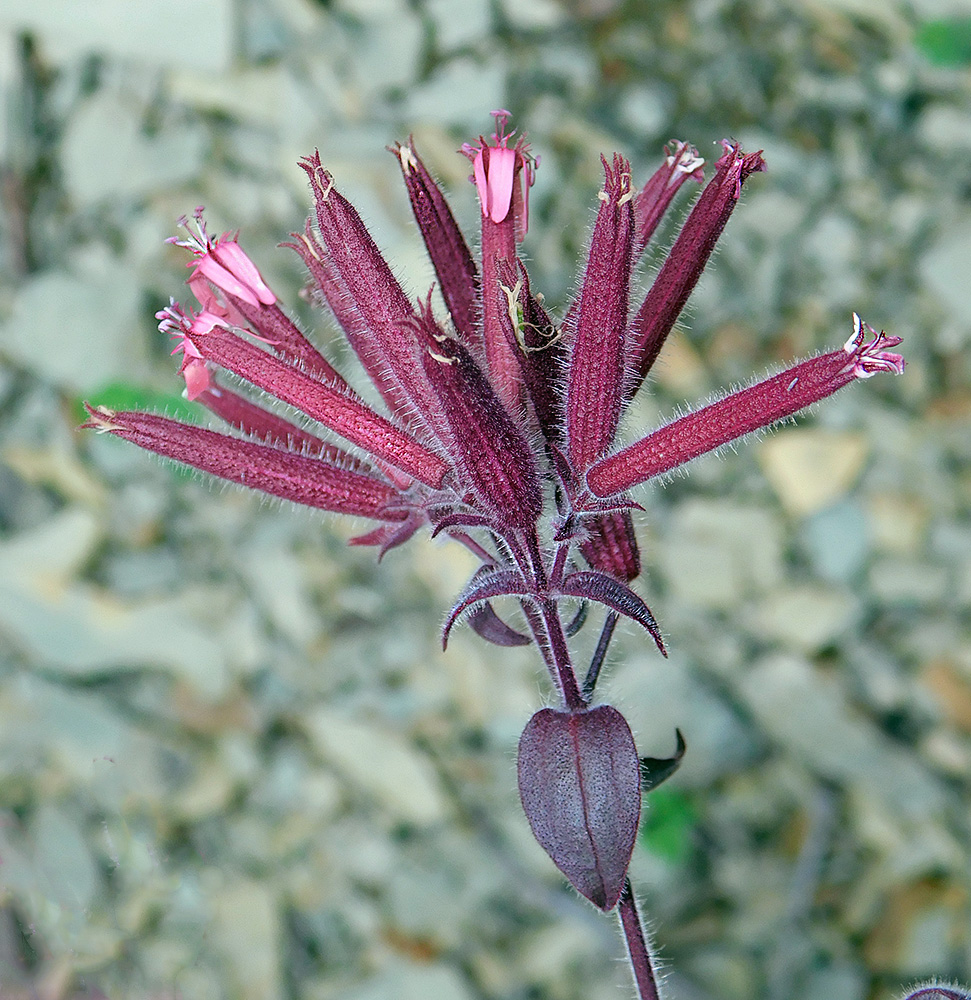 Image of Saponaria glutinosa specimen.