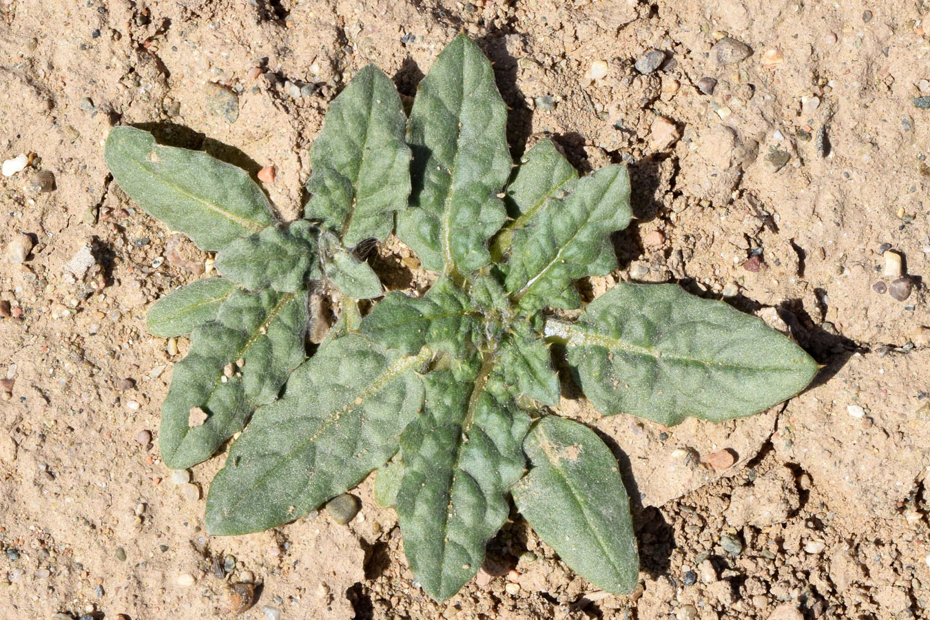 Изображение особи семейство Asteraceae.