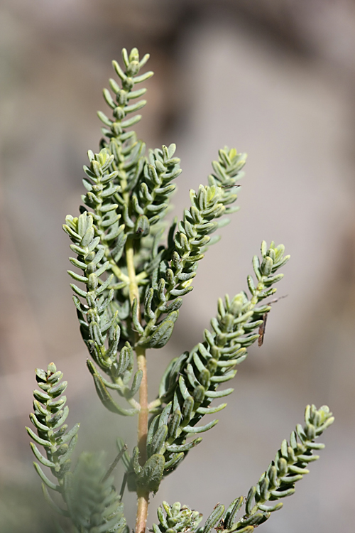 Image of Hypericum scabrum specimen.