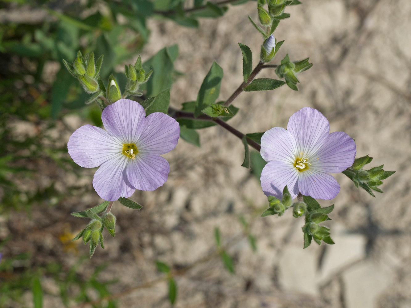 Изображение особи Linum lanuginosum.