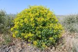 Haplophyllum perforatum. Цветущее растение. Казахстан, Алматинская обл., нац. парк \"Алтын-Эмель\", подгорная каменистая пустыня между Капчагайским водохранилищем и горами Чулак. 26 мая 2023 г.