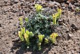 Scutellaria przewalskii. Цветущее растение. Казахстан, Алматинская обл., горы Богуты, мелкозёмистый склон. 25 мая 2023 г.