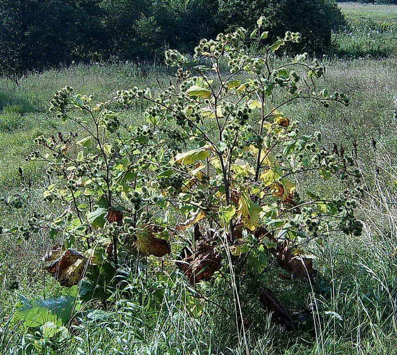 Изображение особи Arctium lappa.