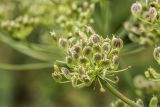 Heracleum asperum