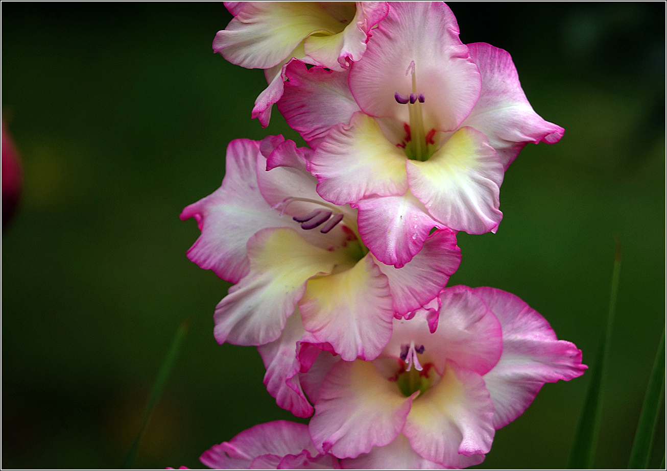 Image of Gladiolus &times; gandavensis specimen.