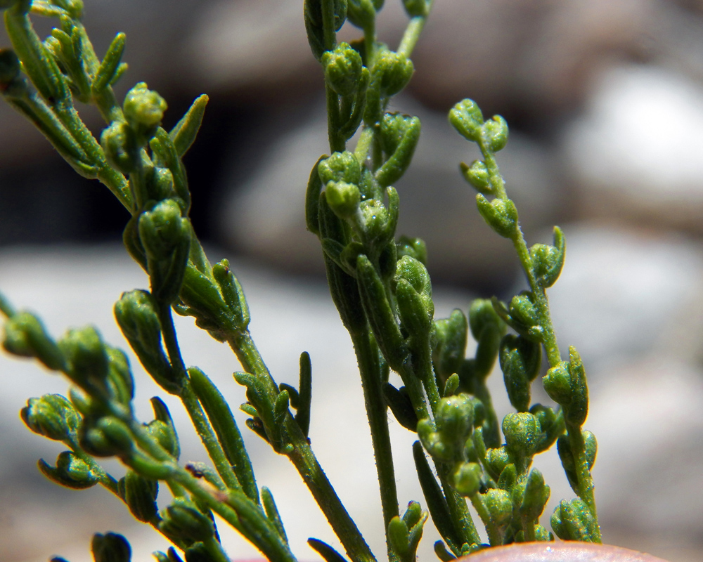 Image of genus Artemisia specimen.