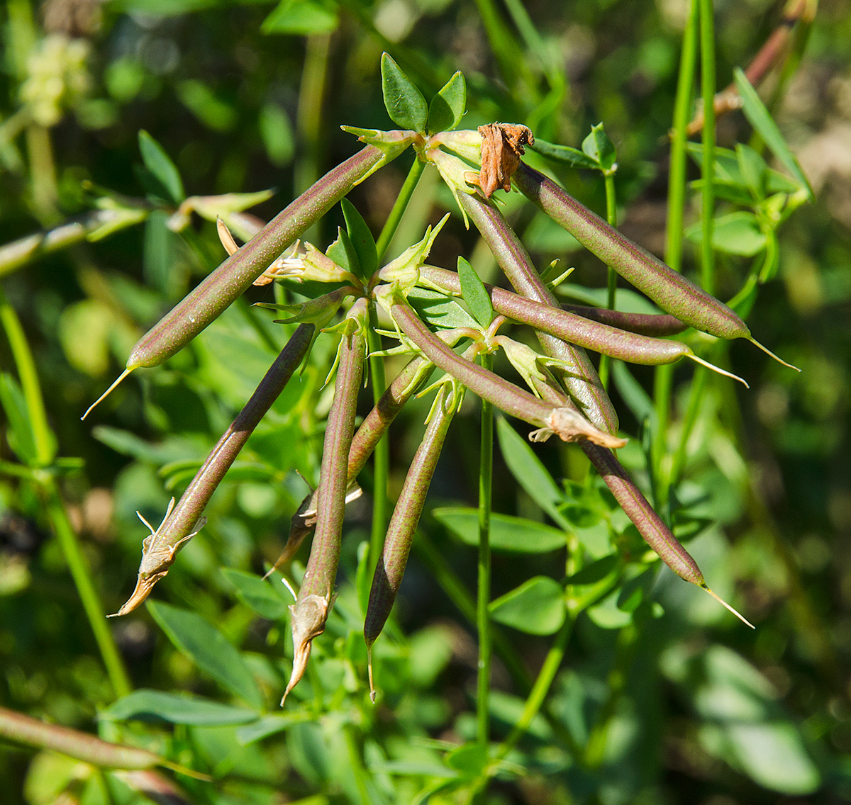 Image of genus Lotus specimen.