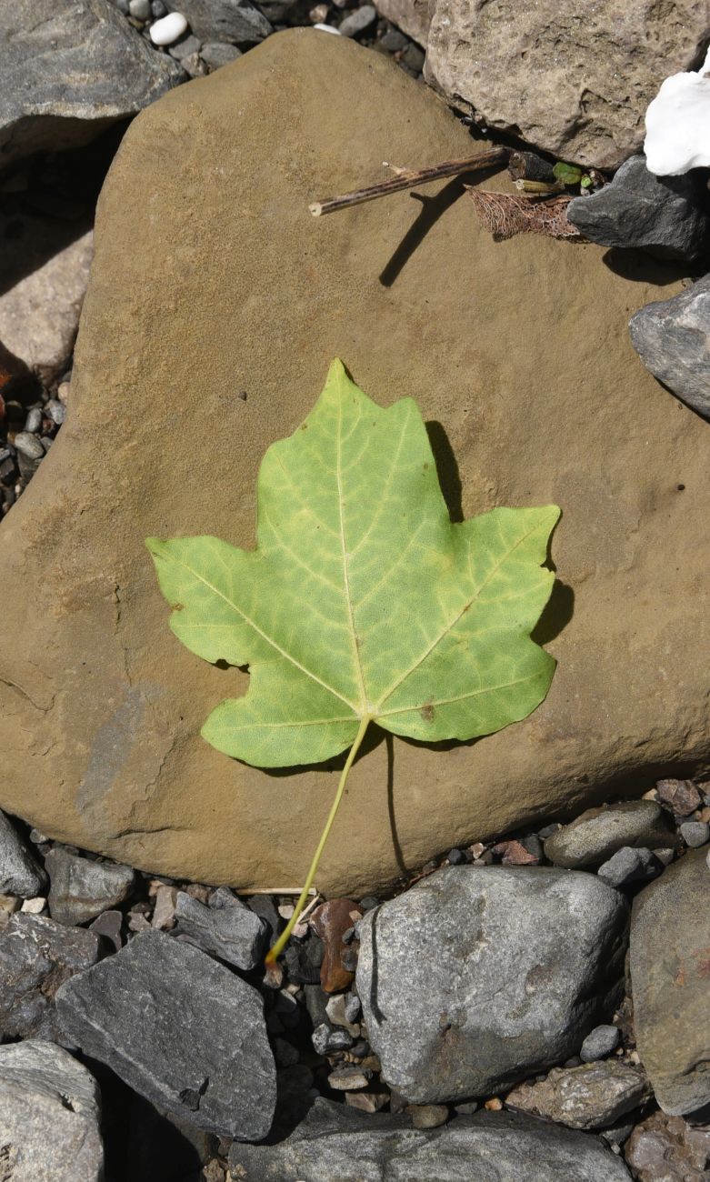 Image of Acer campestre specimen.