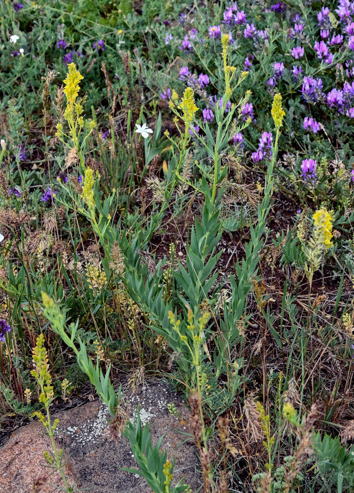 Image of Linaria genistifolia specimen.