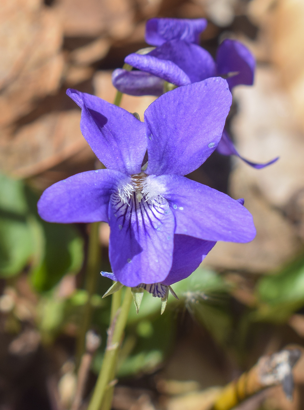 Image of genus Viola specimen.