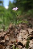 Geranium columbinum. Цветущее растение. Крым, Балаклава, поляна в дубово-грабовом лесу. 17.05.2024.