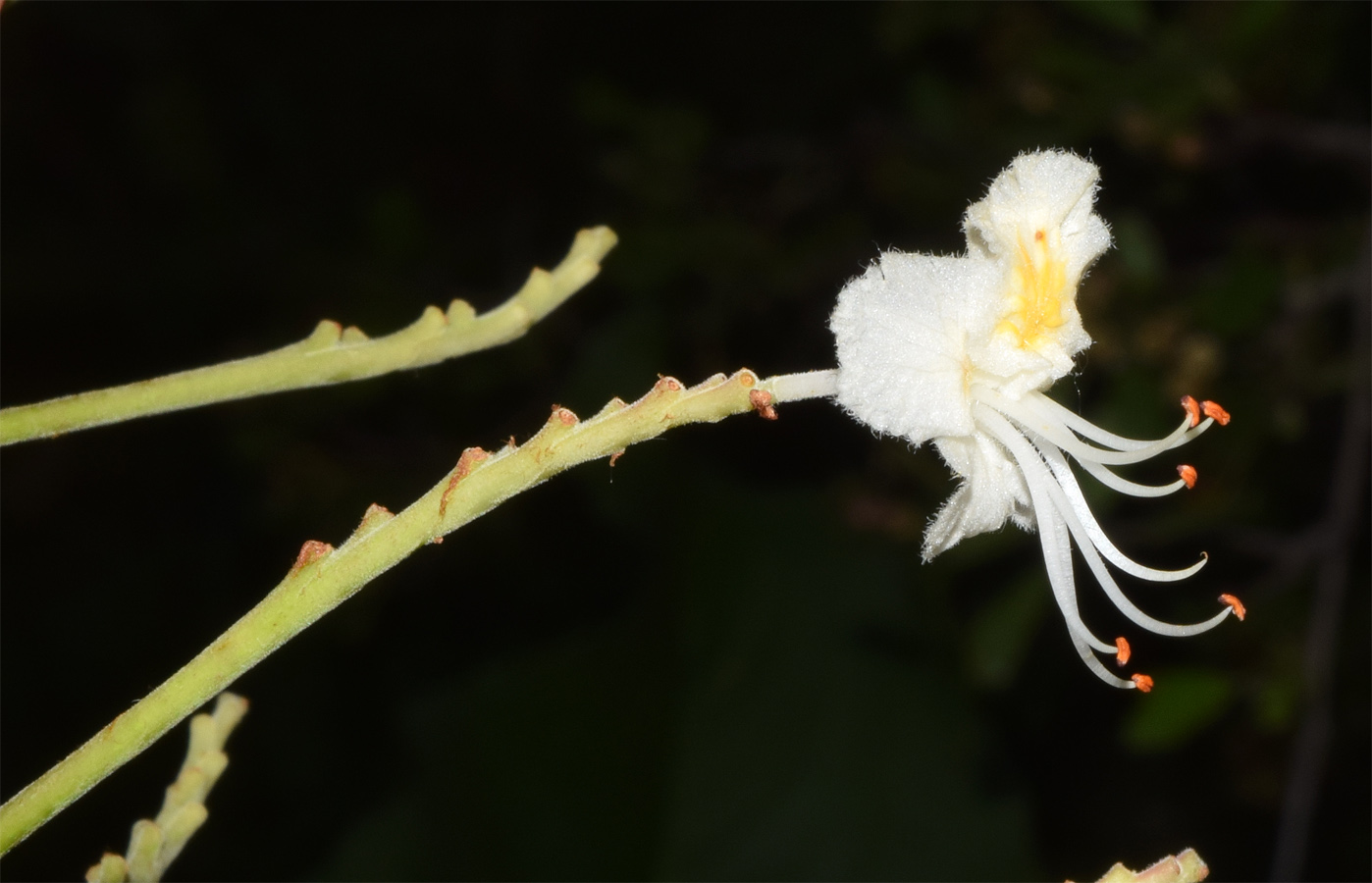 Image of Aesculus hippocastanum specimen.