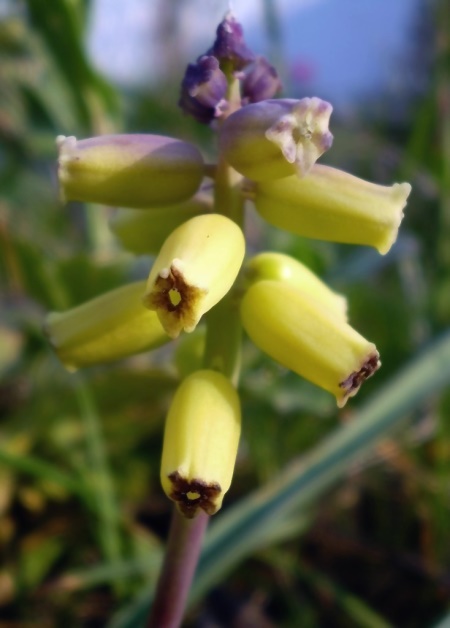 Image of Muscari macrocarpum specimen.