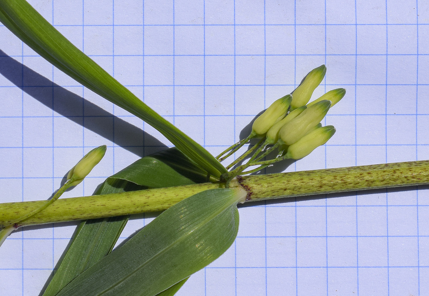 Image of Polygonatum verticillatum specimen.