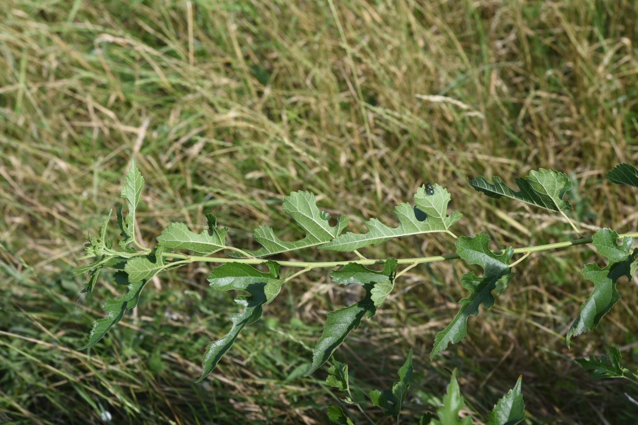 Image of genus Morus specimen.