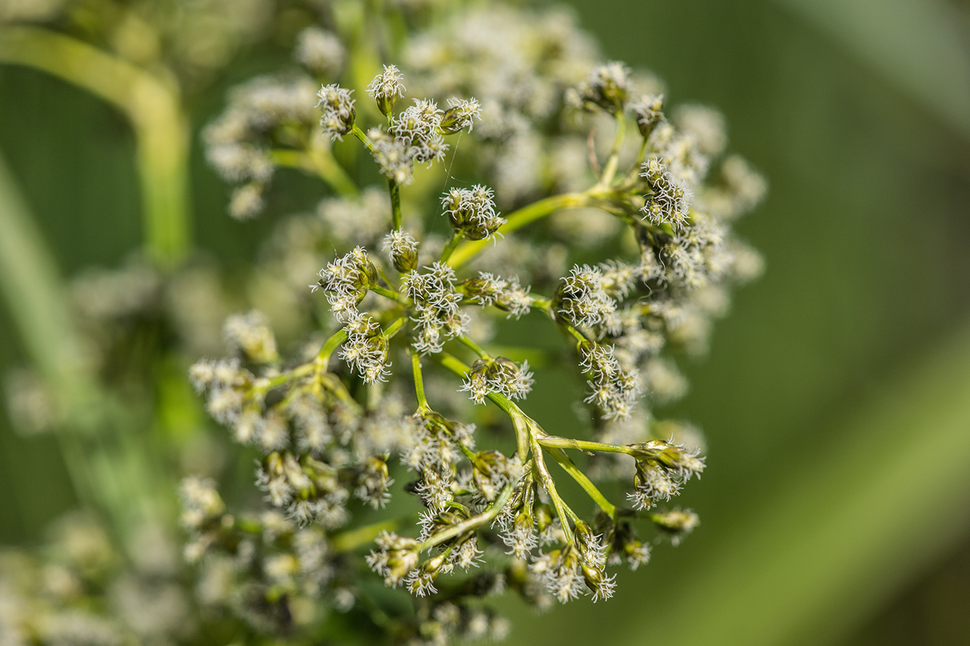 Изображение особи Scirpus sylvaticus.