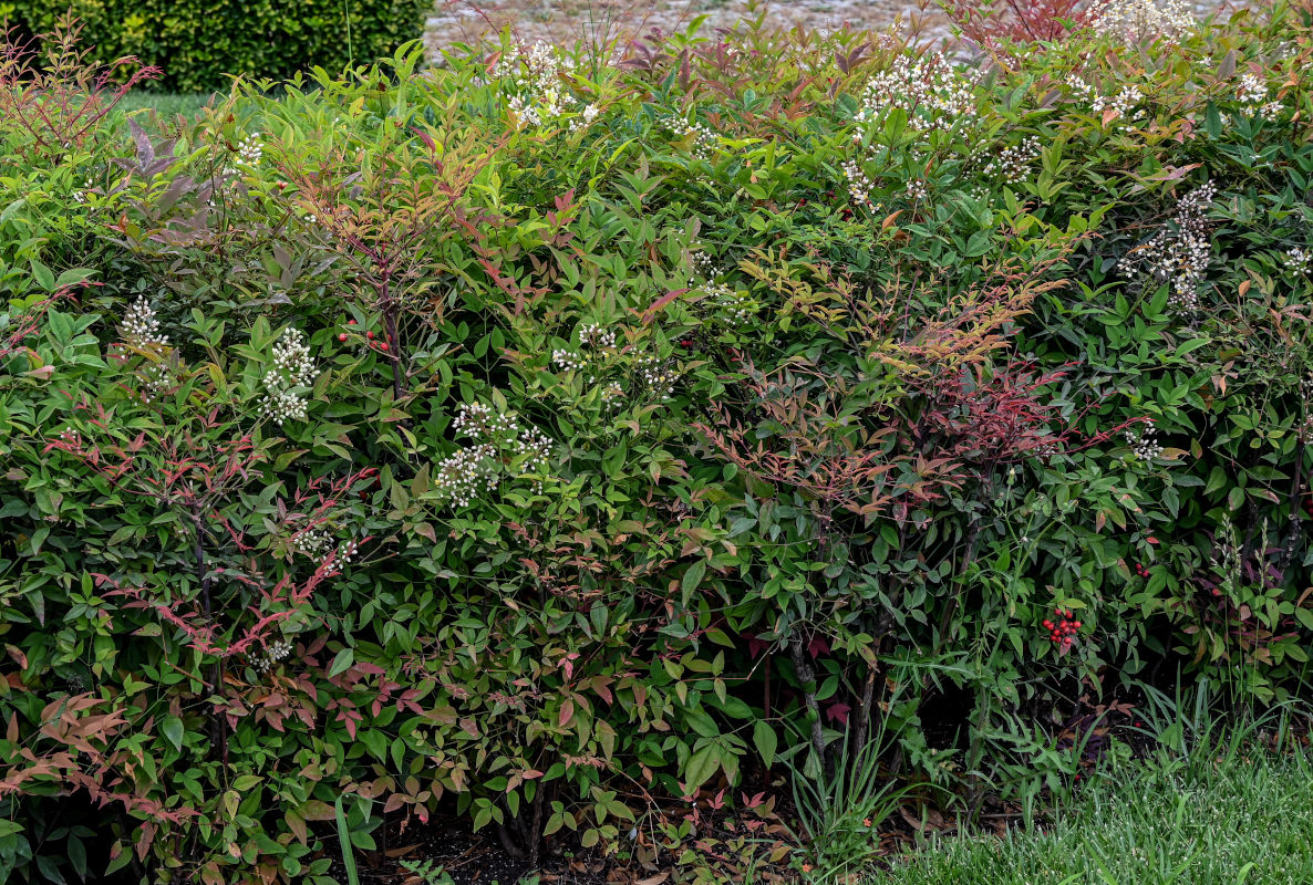 Изображение особи Nandina domestica.