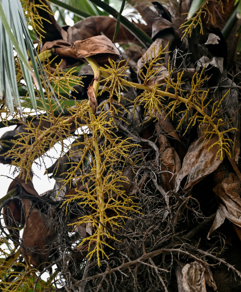 Изображение особи Trachycarpus fortunei.