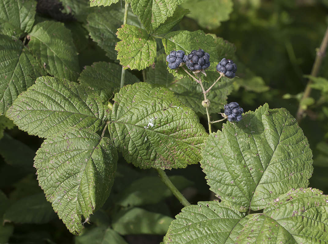 Изображение особи Rubus caesius.