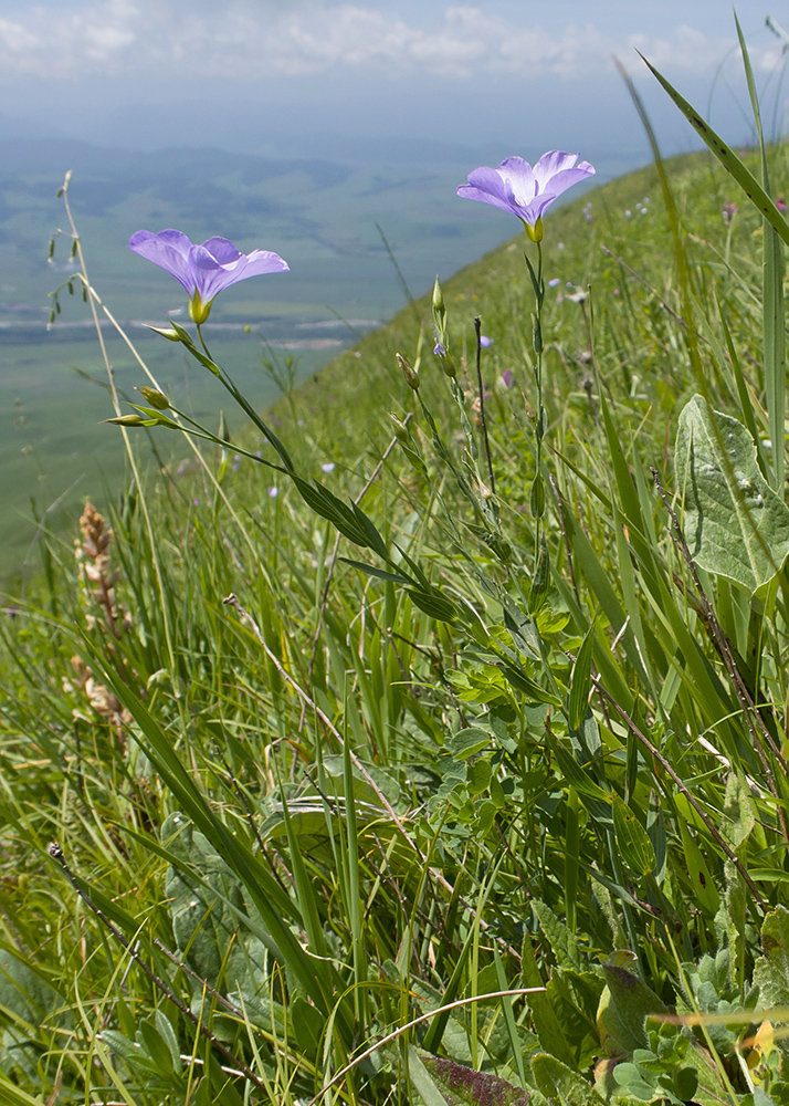 Изображение особи Linum nervosum.