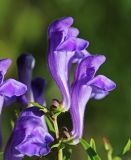 Scutellaria baicalensis