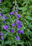 Campanula rapunculoides. Часть соцветия. Грузия, Самцхе-Джавахети, окр. крепости Ацкури, луговой склон. 12.06.2023.