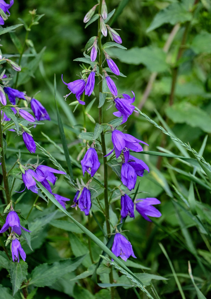 Image of Campanula rapunculoides specimen.