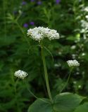 Valeriana tiliifolia. Верхушка цветущего растения. Чечня, Шаройский р-н, западный склон пер. Цумандинский, выс. ок. 2150 м н.у.м., опушка небольшого леса. 24 июня 2024 г.