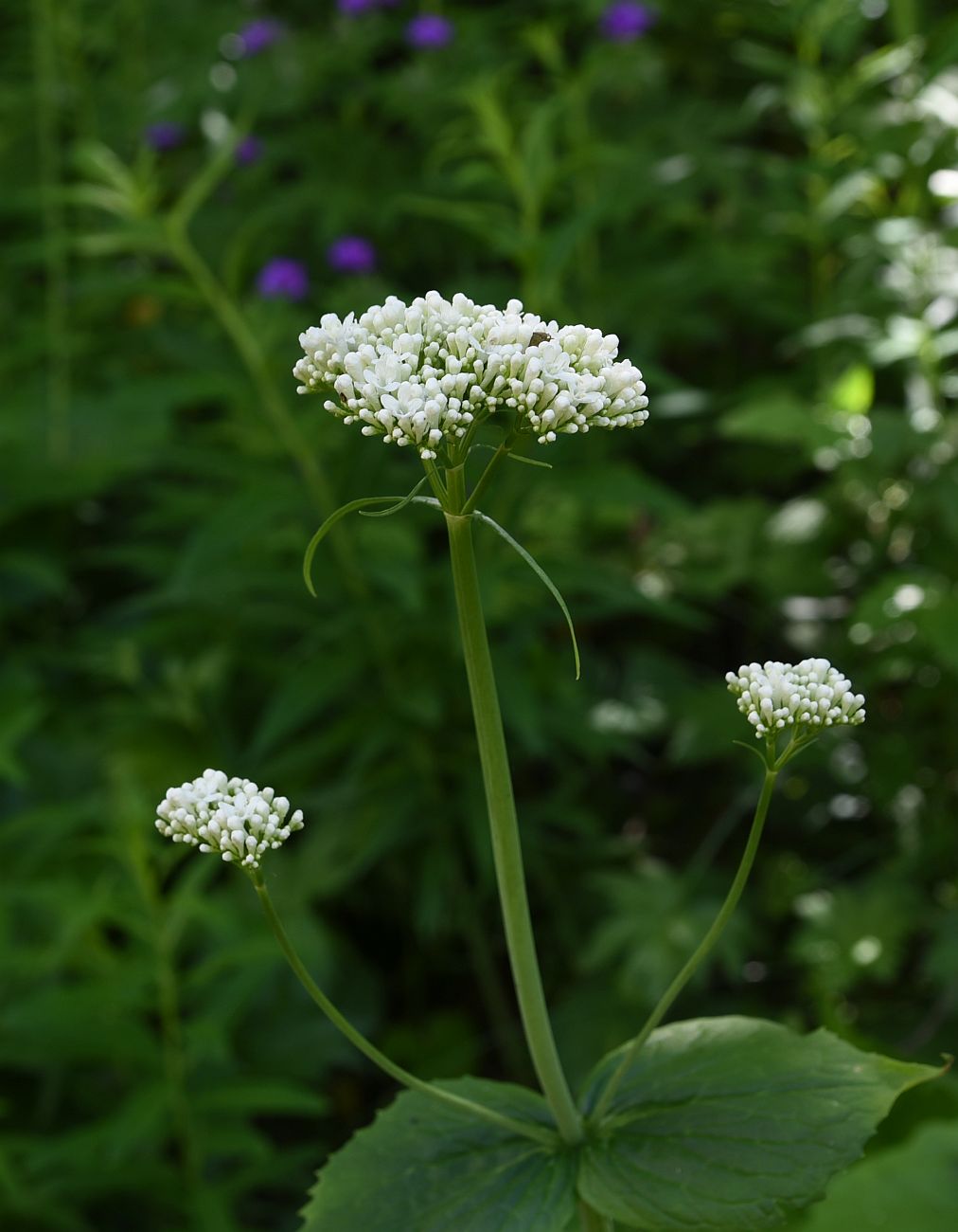 Image of Valeriana tiliifolia specimen.