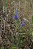 Veronica spicata. Цветущие растения. Липецкая обл., Данковский р-н, 150 м от Камня Кудеяра, правый берег р. Дон, степь. 2 августа 2024 г.