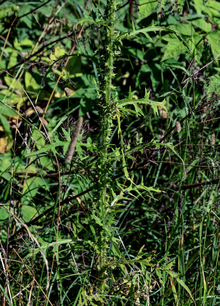 Image of Cirsium palustre specimen.