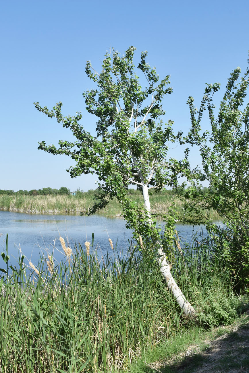 Изображение особи Populus alba.