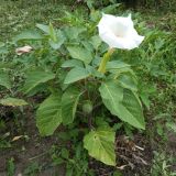 Datura innoxia