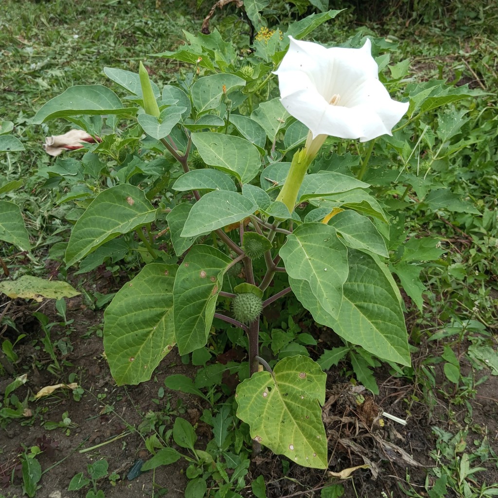 Image of Datura innoxia specimen.