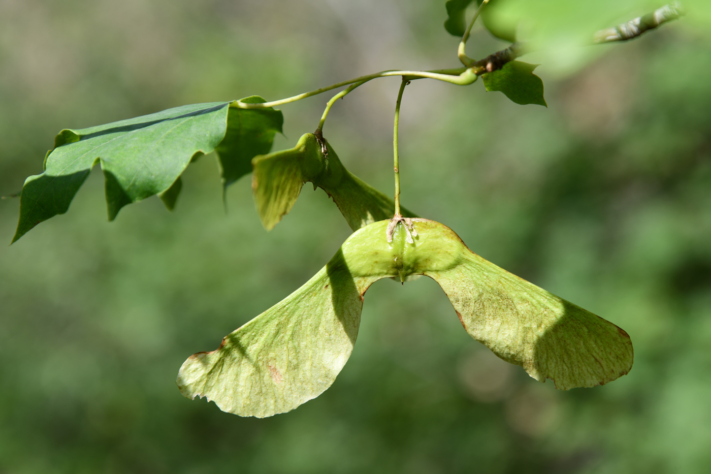 Изображение особи Acer turkestanicum.