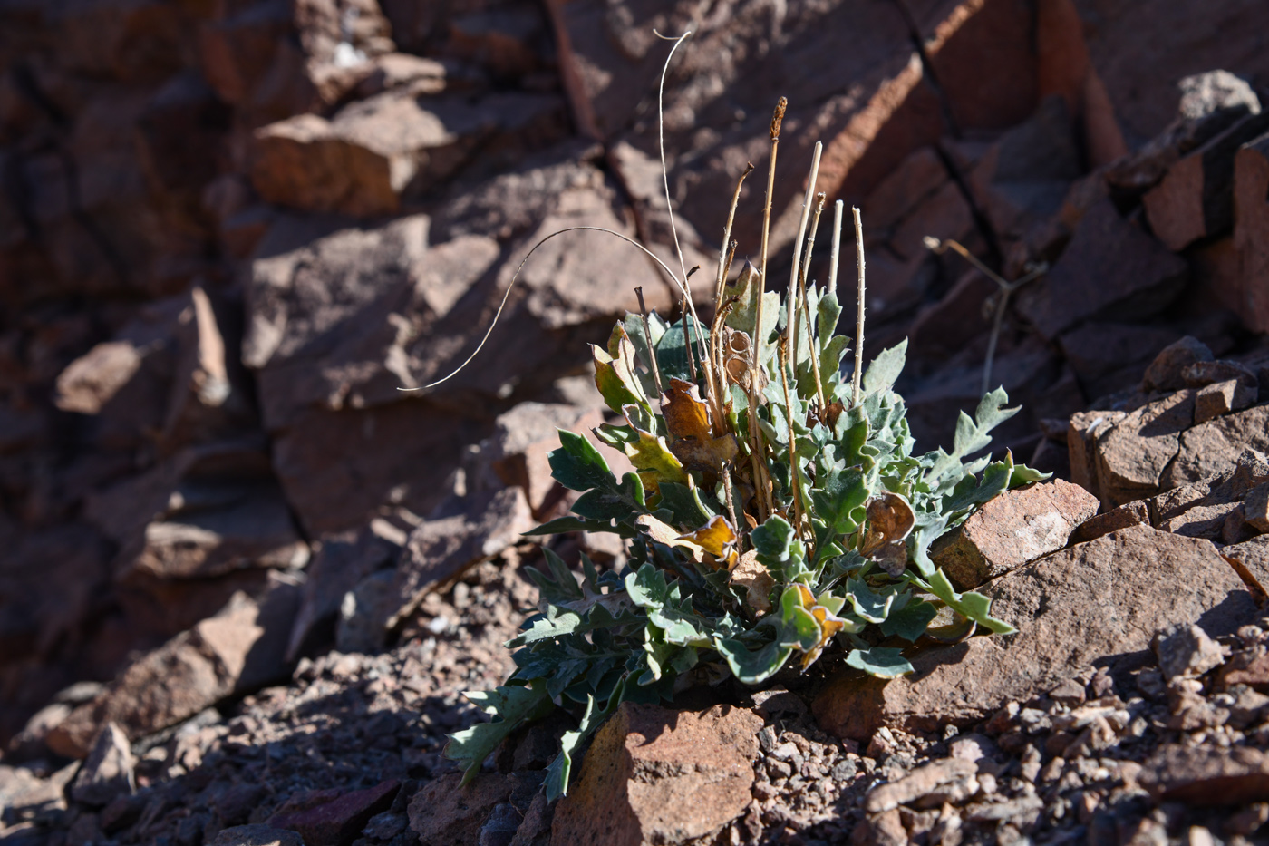 Изображение особи Glaucium squamigerum.