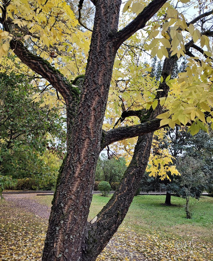 Изображение особи Phellodendron amurense.