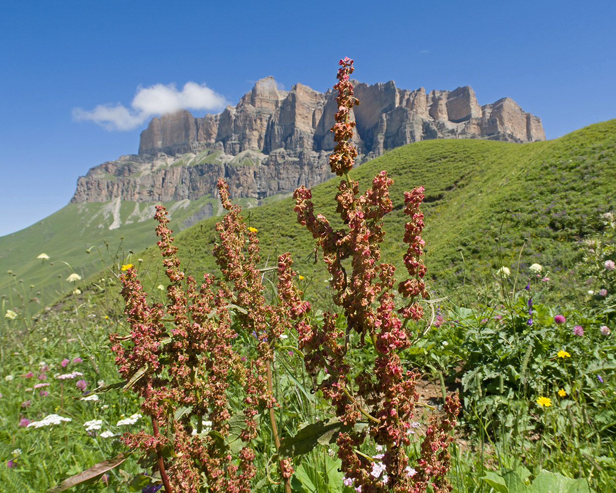 Image of genus Rumex specimen.