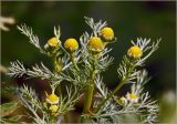 Matricaria discoidea. Верхушка веточки с соцветиями и листьями. Московская обл., Раменский р-н, окр. дер. Хрипань, садовый участок. 24.06.2024.