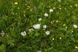 Centaurea cheiranthifolia